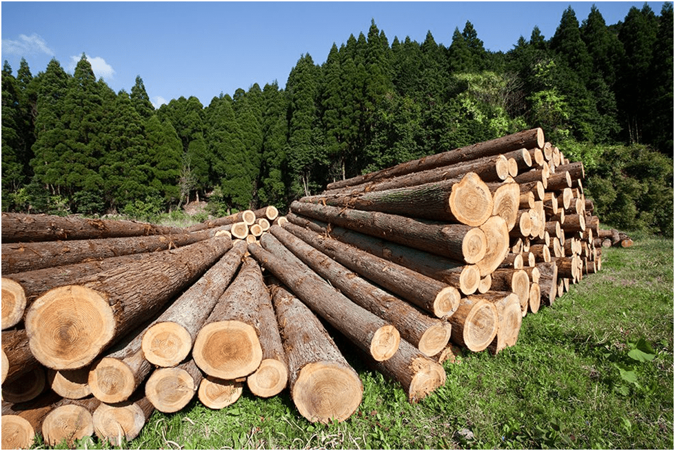 wood producer of natural material , resources in the local development plan- plant image