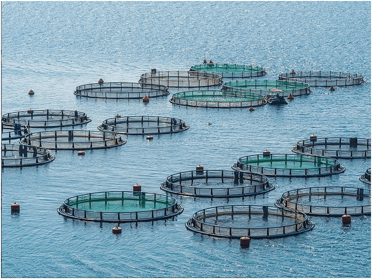 Urbanism: Ecological Urbanism and Ecosystem Dialectic. image shows fish farming development ecosystem friendly in Nepal. 