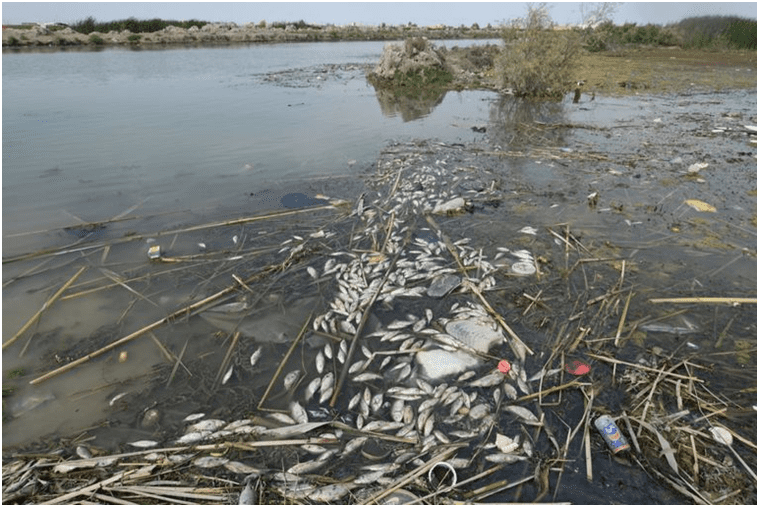 Urbanism: Does Environment Governance Impact City Urban Form? Image shows death of plants and species in marshes in Iraq.